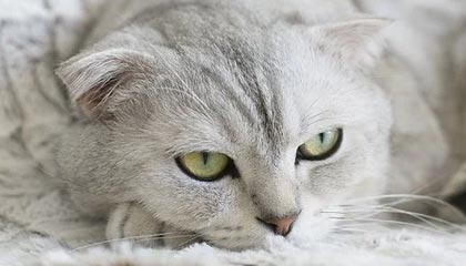 开云电竞app-快船锁死防线轻取独行侠，快船惨败独行侠51分